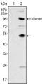 Colony Stimulating Factor 1 antibody, NBP1-47472, Novus Biologicals, Western Blot image 