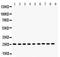 Peroxiredoxin 3 antibody, LS-C357538, Lifespan Biosciences, Western Blot image 