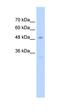 Sp7 Transcription Factor antibody, orb333701, Biorbyt, Western Blot image 