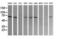 Component Of Oligomeric Golgi Complex 6 antibody, M07158, Boster Biological Technology, Western Blot image 