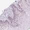 RNA Polymerase III Subunit D antibody, PA5-64342, Invitrogen Antibodies, Immunohistochemistry frozen image 