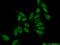 Myocyte Enhancer Factor 2D antibody, 14353-1-AP, Proteintech Group, Immunofluorescence image 