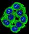 PAT1 Homolog 2 antibody, LS-C163382, Lifespan Biosciences, Immunofluorescence image 