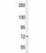 P21 (RAC1) Activated Kinase 6 antibody, F41956-0.4ML, NSJ Bioreagents, Western Blot image 