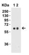 Serine Palmitoyltransferase Long Chain Base Subunit 2 antibody, 6305, ProSci, Western Blot image 
