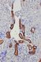 Kallikrein 1 antibody, PA1709, Boster Biological Technology, Immunohistochemistry frozen image 