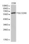 Solute Carrier Family 22 Member 6 antibody, abx001500, Abbexa, Western Blot image 