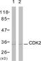 Cyclin Dependent Kinase 1 antibody, abx012847, Abbexa, Western Blot image 