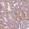 HIRA Interacting Protein 3 antibody, NBP2-38020, Novus Biologicals, Immunohistochemistry frozen image 