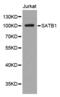 SATB Homeobox 1 antibody, abx123439, Abbexa, Western Blot image 