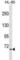 A-Kinase Anchoring Protein 8 Like antibody, abx029511, Abbexa, Western Blot image 