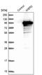 MIER Family Member 2 antibody, PA5-59573, Invitrogen Antibodies, Western Blot image 