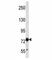 TLE Family Member 4, Transcriptional Corepressor antibody, F40024-0.4ML, NSJ Bioreagents, Western Blot image 