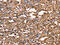Tyrosyl-DNA Phosphodiesterase 2 antibody, CSB-PA386522, Cusabio, Immunohistochemistry frozen image 