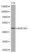 Adiponectin Receptor 1 antibody, abx001271, Abbexa, Western Blot image 