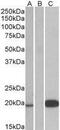 Urocortin 3 antibody, GTX88824, GeneTex, Western Blot image 