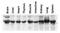 Nucleobindin 2 antibody, GTX00739, GeneTex, Western Blot image 