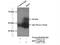 Interferon Regulatory Factor 5 antibody, 10547-1-AP, Proteintech Group, Immunoprecipitation image 