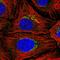 Golgi Reassembly Stacking Protein 1 antibody, HPA056283, Atlas Antibodies, Immunofluorescence image 