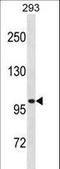 Leucine Rich Repeat Containing 8 VRAC Subunit A antibody, LS-C157873, Lifespan Biosciences, Western Blot image 