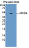 Secretory phospholipase A2 receptor antibody, LS-C374775, Lifespan Biosciences, Western Blot image 