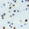 Zinc Finger Protein 785 antibody, LS-C368837, Lifespan Biosciences, Immunohistochemistry frozen image 