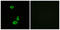 Olfactory Receptor Family 56 Subfamily B Member 1 antibody, LS-C120797, Lifespan Biosciences, Immunofluorescence image 