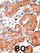 Guanylate Cyclase Activator 1A antibody, abx028514, Abbexa, Western Blot image 
