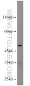 TNF Superfamily Member 13b antibody, 11862-1-AP, Proteintech Group, Western Blot image 