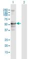 Cytochrome P450 Family 4 Subfamily F Member 22 antibody, H00126410-B01P, Novus Biologicals, Western Blot image 