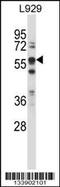Bridging Integrator 1 antibody, MBS9212067, MyBioSource, Western Blot image 