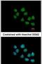 SS18L1 Subunit Of BAF Chromatin Remodeling Complex antibody, PA5-30500, Invitrogen Antibodies, Immunofluorescence image 