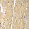 Citrin antibody, 19-897, ProSci, Immunohistochemistry frozen image 