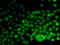 High Mobility Group Nucleosomal Binding Domain 2 antibody, LS-C346103, Lifespan Biosciences, Immunofluorescence image 
