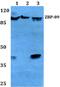 Zinc finger protein 148 antibody, PA5-75313, Invitrogen Antibodies, Western Blot image 