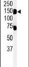 Transmembrane 131 Like antibody, PA5-24886, Invitrogen Antibodies, Western Blot image 