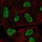 HORMA Domain Containing 1 antibody, NBP2-54973, Novus Biologicals, Immunofluorescence image 