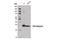 Secretagogin, EF-Hand Calcium Binding Protein antibody, 14037T, Cell Signaling Technology, Western Blot image 
