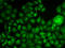 Cortactin antibody, LS-C334295, Lifespan Biosciences, Immunofluorescence image 