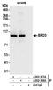 Bromodomain Containing 3 antibody, A302-368A, Bethyl Labs, Immunoprecipitation image 