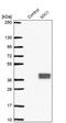 MAX Interactor 1, Dimerization Protein antibody, PA5-57225, Invitrogen Antibodies, Western Blot image 