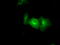 PAS Domain Containing Serine/Threonine Kinase antibody, LS-C114899, Lifespan Biosciences, Immunofluorescence image 