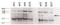 Cytochrome P450 Family 1 Subfamily A Member 1 antibody, 42-902, ProSci, Western Blot image 