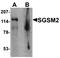 Small G Protein Signaling Modulator 2 antibody, orb75846, Biorbyt, Western Blot image 