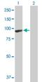 Rac/Cdc42 Guanine Nucleotide Exchange Factor 6 antibody, H00009459-D01P, Novus Biologicals, Western Blot image 