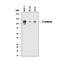 Cadherin 1 antibody, MAB18381, R&D Systems, Western Blot image 
