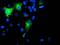 Spermine Synthase antibody, MA5-25592, Invitrogen Antibodies, Immunocytochemistry image 