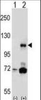 PK3CB antibody, LS-C163726, Lifespan Biosciences, Western Blot image 