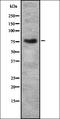 HLF Transcription Factor, PAR BZIP Family Member antibody, orb336904, Biorbyt, Western Blot image 