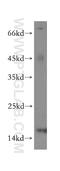 Glutaredoxin 2 antibody, 13381-1-AP, Proteintech Group, Western Blot image 